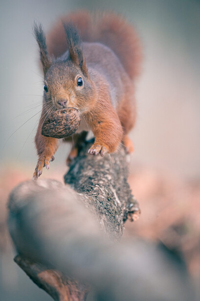 A squirrel with a nut