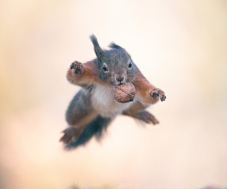 A jumping squirrel with a nut