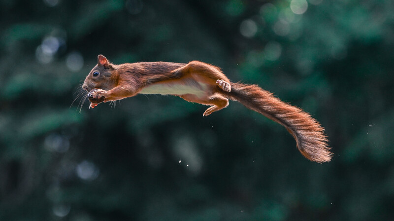A squirrel jumping with a nut