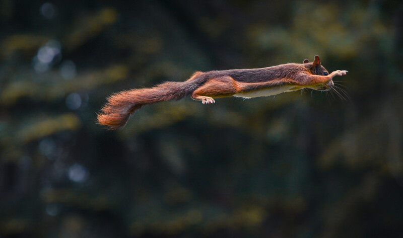 A squirrel jumping