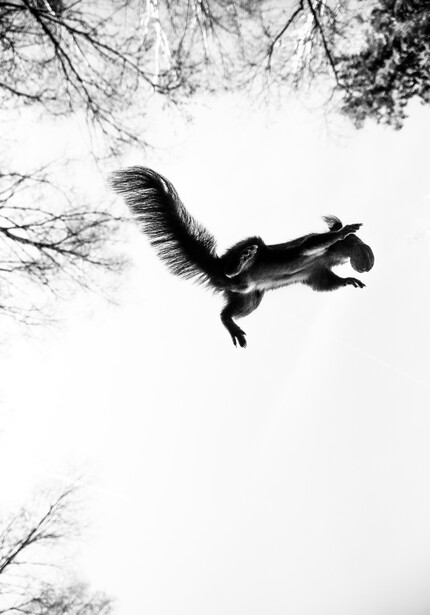 A jumping squirrel