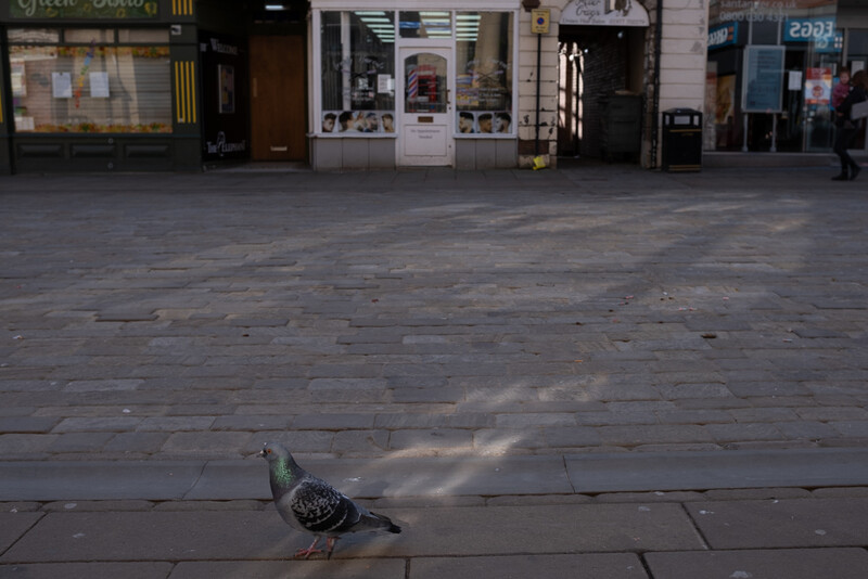 A pigeon on the street