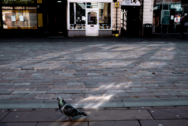 A pigeon on the street