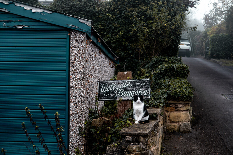 A cat sat on the fence