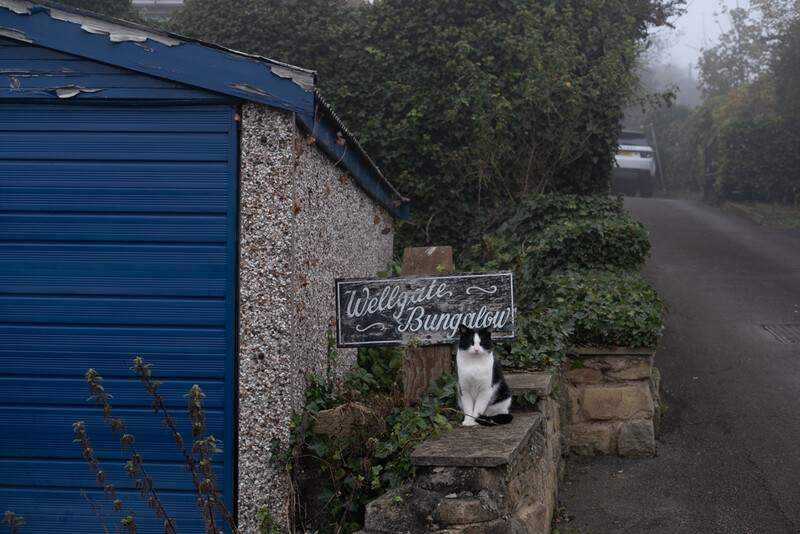 A black cat sat on the fence