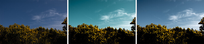 Three images of a yellow bush