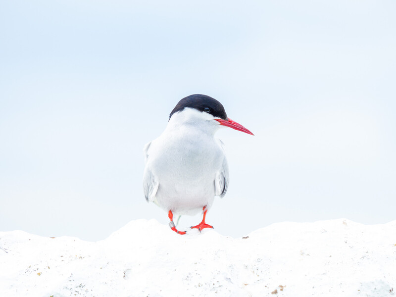  Arctic Tern. High-Key image where the whites and highlights dominate the frame. © Ivor Rackham 