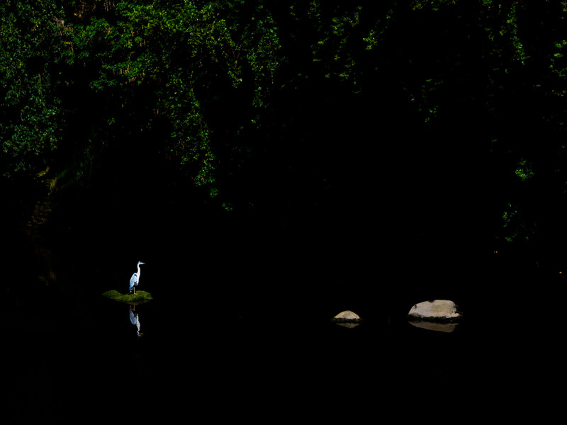 High contrast low key image of a gray heron © Ivor Rackham 