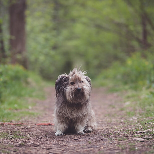 Andy Day's dog