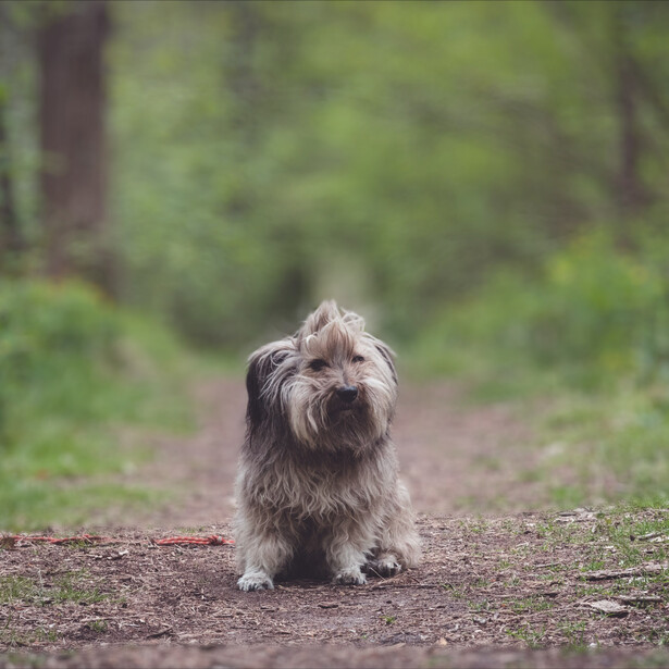 Andy Day's dog with Depth Blur