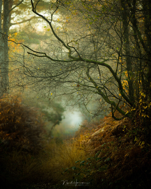 I love these kind of landscapes. By just focussing on the branches, the image becomes almost 3D.
