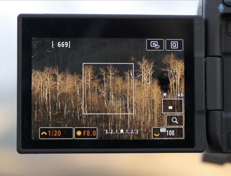 Camera LCD screen displaying live view of bare birch trees with exposure settings and focus points visible.