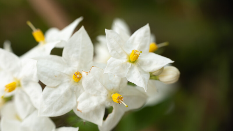 White flowers with yellow centers clustered together against a soft green blurred background.