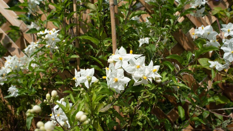 White flowers with yellow centers blooming among green foliage and woody stems in natural sunlight.