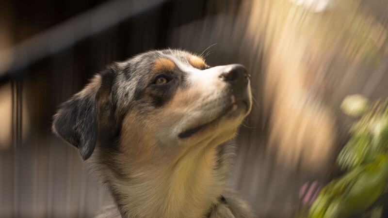 Light-colored dog with dark markings looking upward, photographed outdoors with soft, diffused lighting.