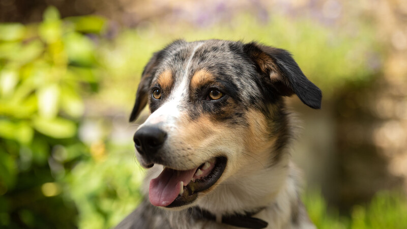 Happy dog with black and tan markings and white chest looking at camera with tongue out.
