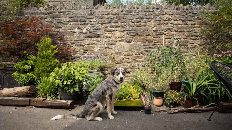 Gray and white dog sitting on pavement in front of stone wall surrounded by potted plants.