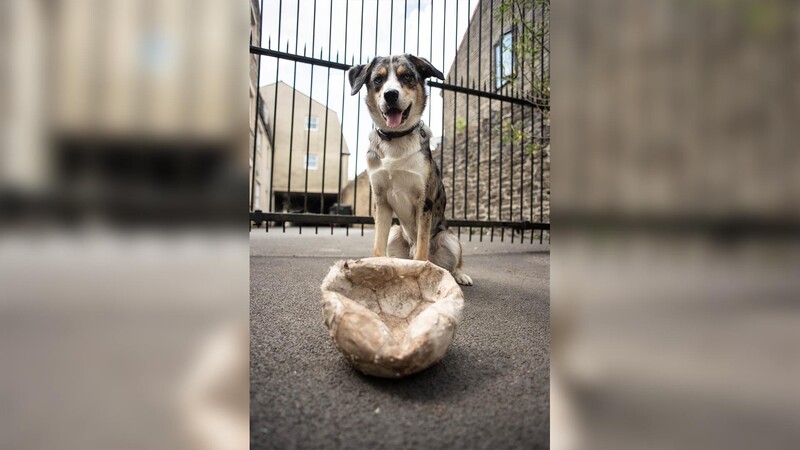 Happy dog standing in an outdoor enclosure behind a wire gate, with a woven bowl on the ground in front.