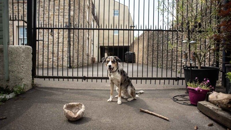 A brown and white dog sitting in a courtyard behind a black metal gate.