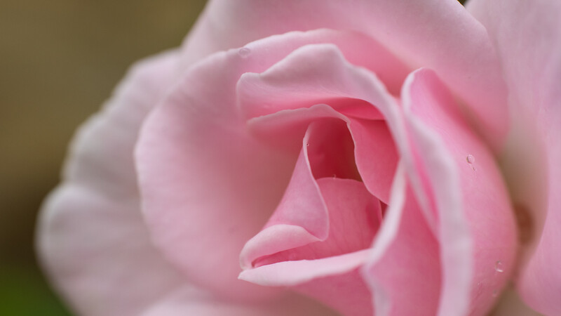 Close-up of a pink rose with layered petals in soft focus, revealing the delicate center structure.