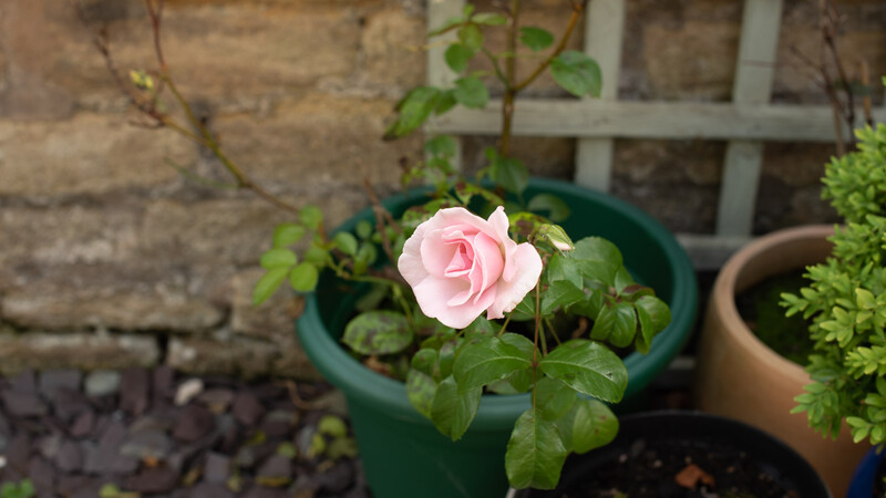 Delicate pink rose bloom in a green container among potted plants against a weathered stone wall.