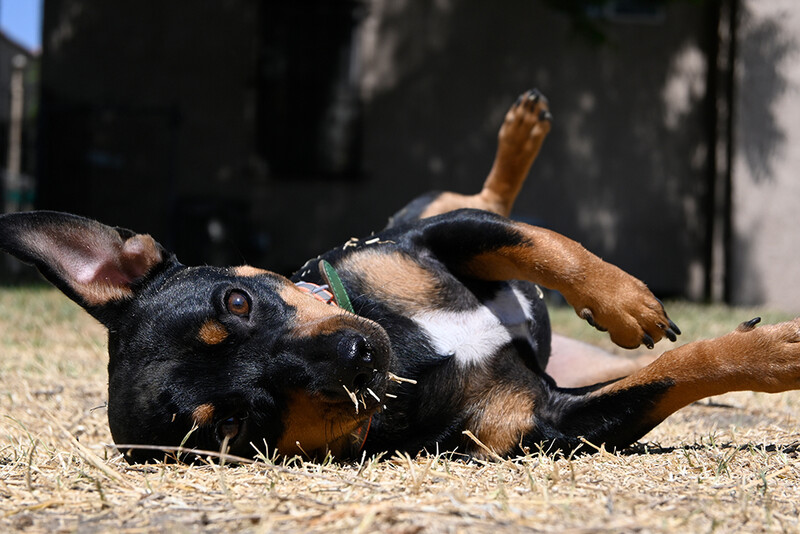Black and tan dog lying on its back on sandy ground, playfully gazing upward with tongue out.