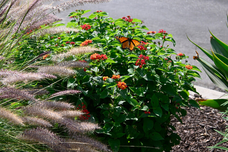 Monarch butterfly resting on orange zinnia flowers surrounded by ornamental grasses in a garden bed.