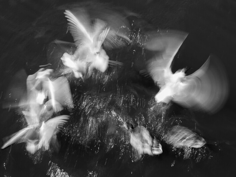 Bearded man's face surrounded by white doves in high-contrast black and white photography.