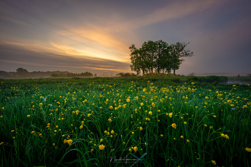Golden sunset over a field of yellow dandelions with a solitary cluster of trees silhouetted on the horizon.