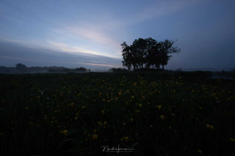 Silhouetted tree standing alone in a field of yellow wildflowers at twilight beneath a blue-gray sky.