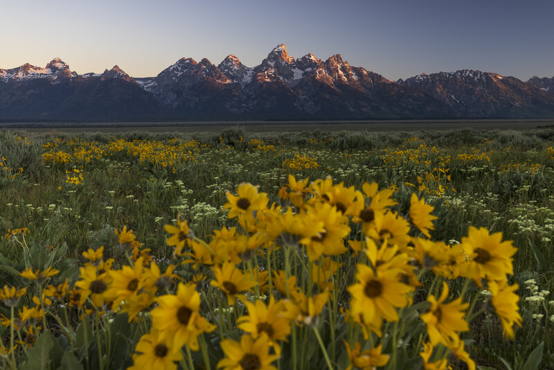 Yellow wildflowers in meadow with snow-capped mountains at sunrise.