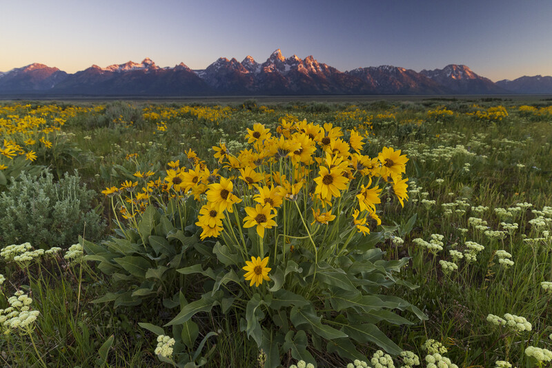 Yellow wildflowers in foreground with jagged mountain peaks and distant ranges under clear sky.