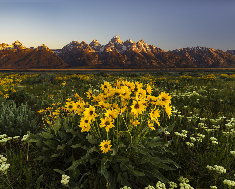 Yellow wildflowers in a meadow with jagged mountain peaks rising in the background at golden hour.