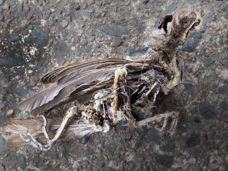 Dead insect with translucent wings resting on weathered concrete surface.