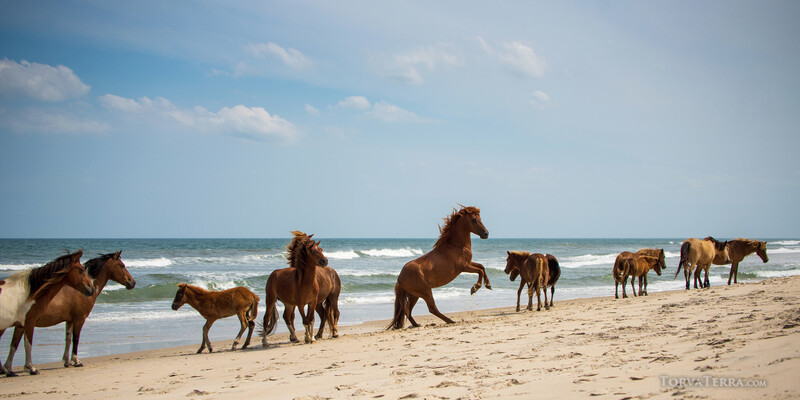 Wild horses gathered on a beach at the shoreline with ocean waves and blue sky in the background.