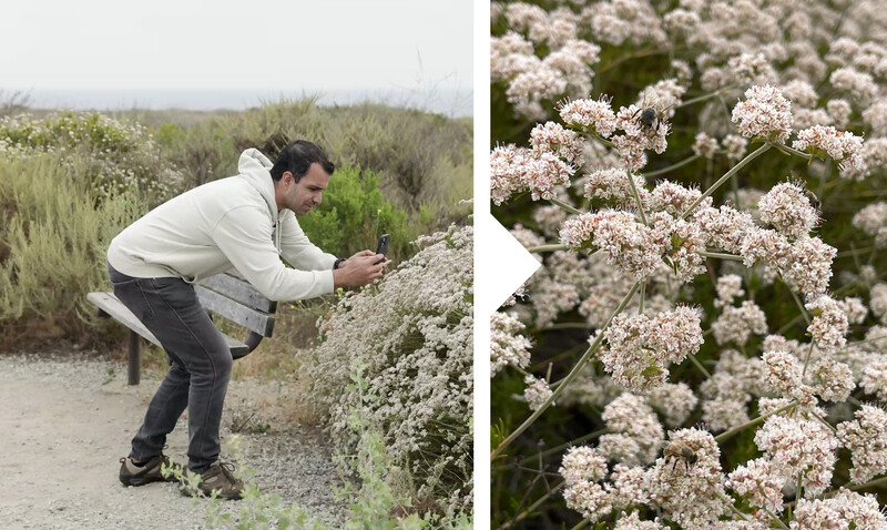 Photographer crouching to frame a close-up shot of small white clustered flowers in natural daylight.