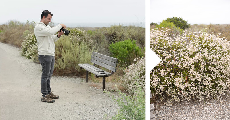 Photographer standing on a sandy path composing a shot of flowering shrubs with a wooden bench in the background.