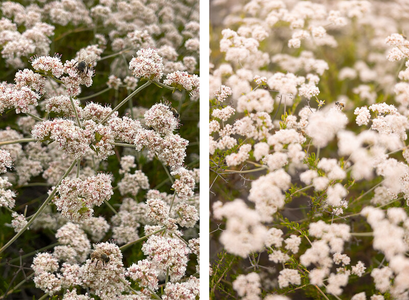 Close-up comparison of white clustered flowers with fine botanical detail and depth of field variation.