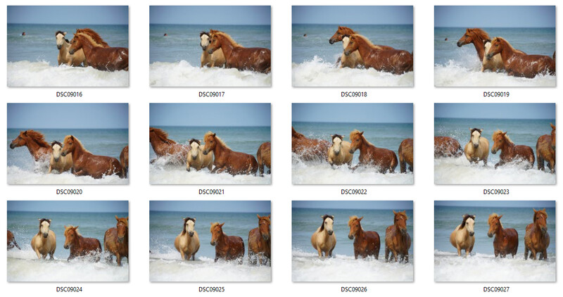Contact sheet of 12 sequential photographs showing people with horses playing in ocean waves.