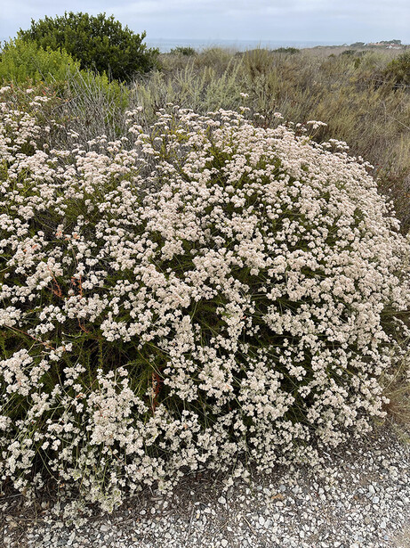 Dense mound of small white flowers covering a shrub in a natural, arid landscape.