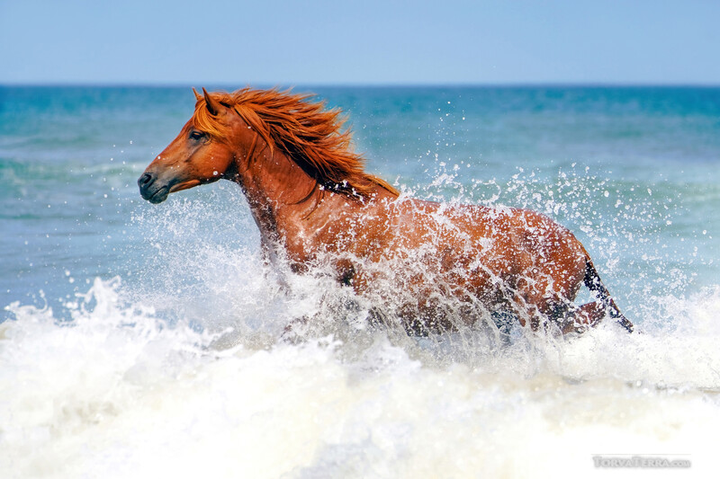 Chestnut horse running through ocean waves with water splashing around its body.
