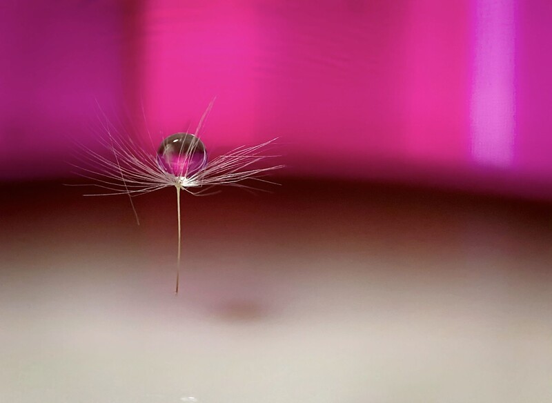 Water droplet suspended on a dandelion seed head against a vibrant magenta and soft white blurred background.