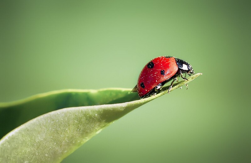Red ladybug with black spots perched on a green plant stem against a soft green background.