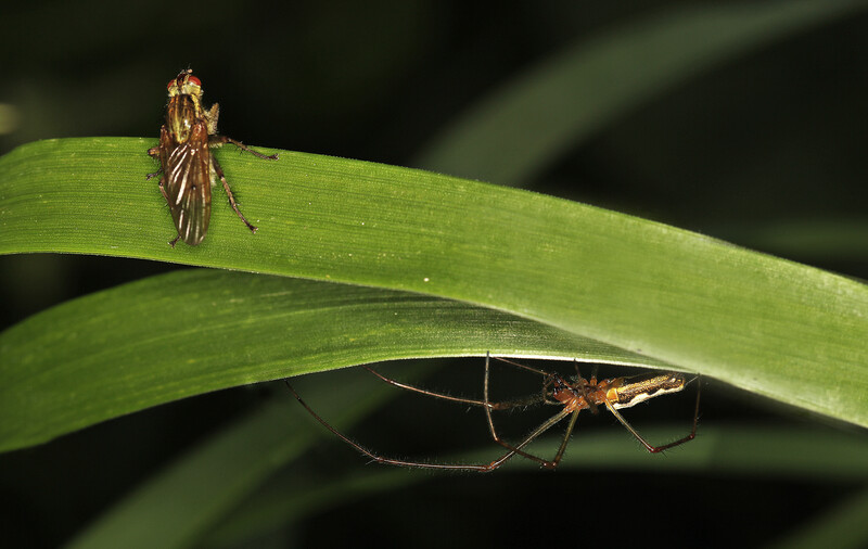 Two insects on overlapping green leaves against a dark background, one perched above the other.