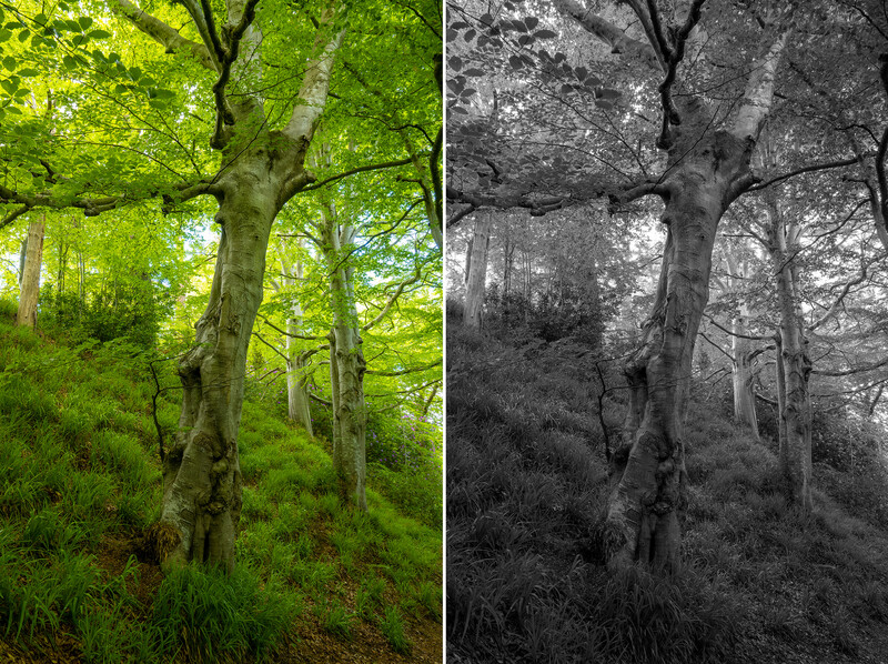 Forest of tall trees with dense green foliage shown in color and grayscale side-by-side comparison.