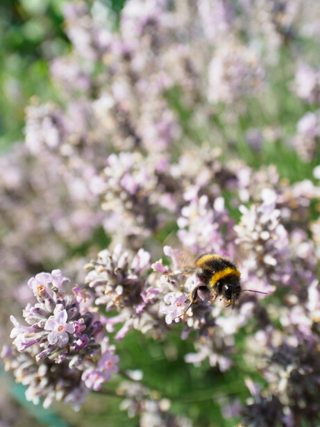 Bumblebee foraging on delicate pale purple clustered flowers with soft green foliage background.
