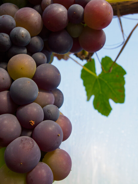 Cluster of red and purple grapes on vine with green leaf visible against sky.