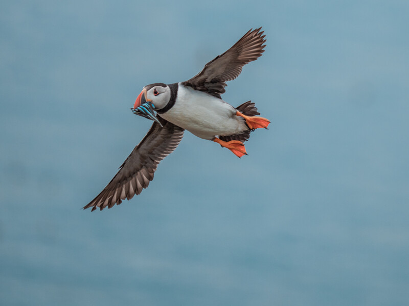 Puffin in flight against blue sky, wings spread wide with fish in beak.