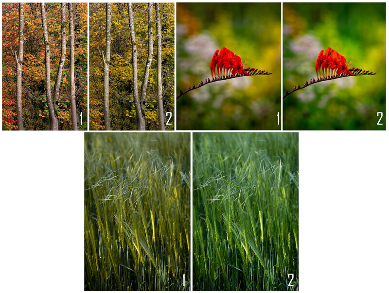 Three before-and-after photography comparisons showing birch trees, a red flower, and green grain field.