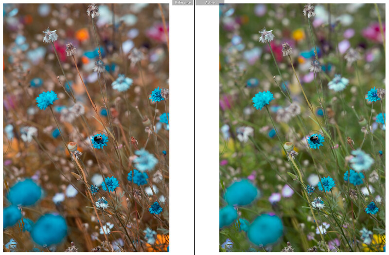 Side-by-side comparison of wildflower field with blue painted flowers, showing before and after color grading.